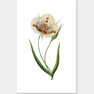 White botanical flower Posters and Art